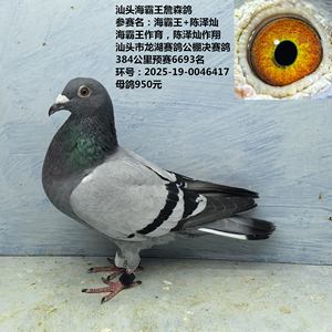 汕头海霸王詹森鸽 参赛名：海霸王+陈泽灿  384公里6693名 决赛鸽