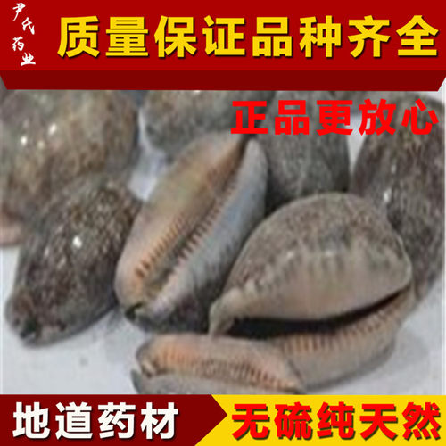 野生纯天然紫贝齿中药材