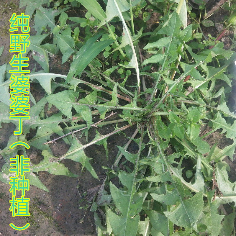 东北山野菜婆婆丁蘸酱蒲公英包邮