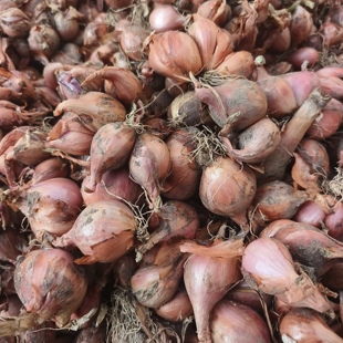 东北新鲜毛葱头老品种毛葱火葱头农家鬼子葱蘸酱小毛葱3斤包邮
