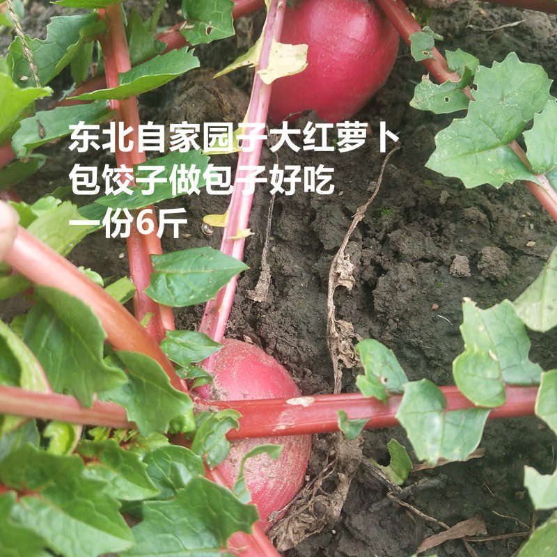 红皮萝卜新鲜红萝卜东北大红萝卜萝卜/胡萝卜