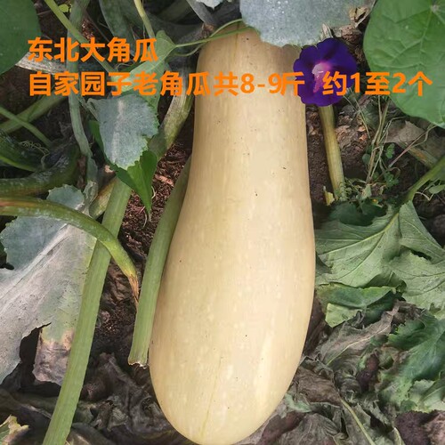 新鲜老角瓜自家园子大角瓜东北老西葫芦5斤左右农家绿色蔬菜包邮