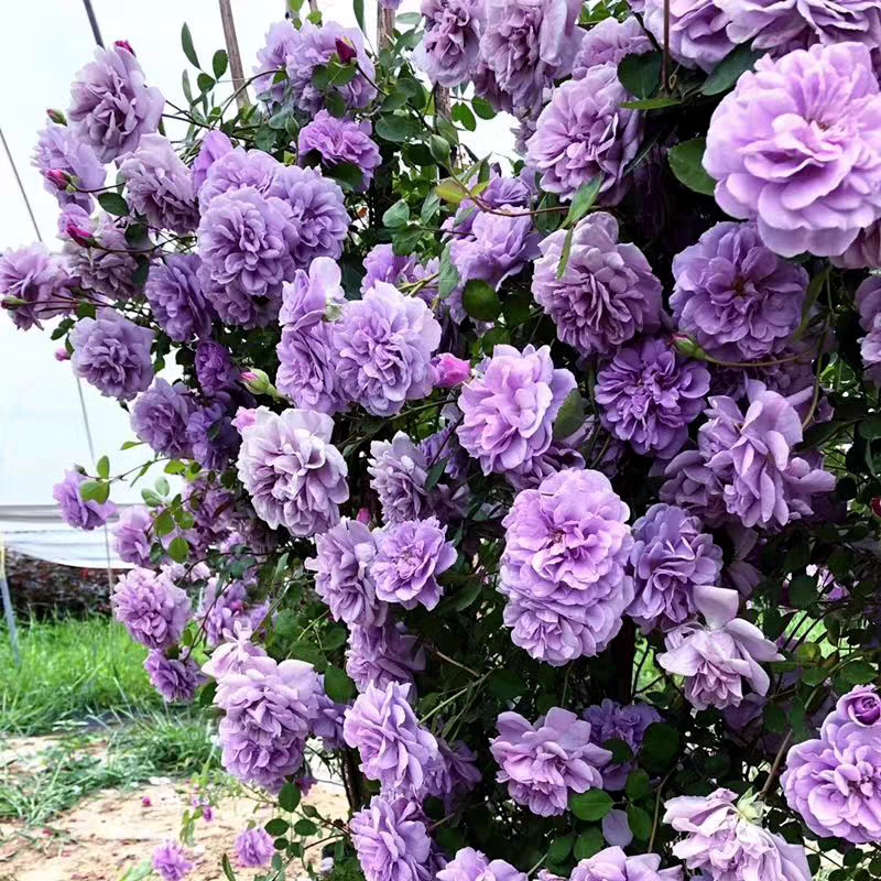 蓝色阴雨爬藤月季花苗勤花抗病庭院四季阳台可垂吊植物盆栽花苗