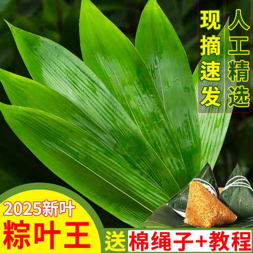 粽子叶新鲜大号100片包粽子的叶子干粽叶特大野生本地粽叶干免邮 - 封面