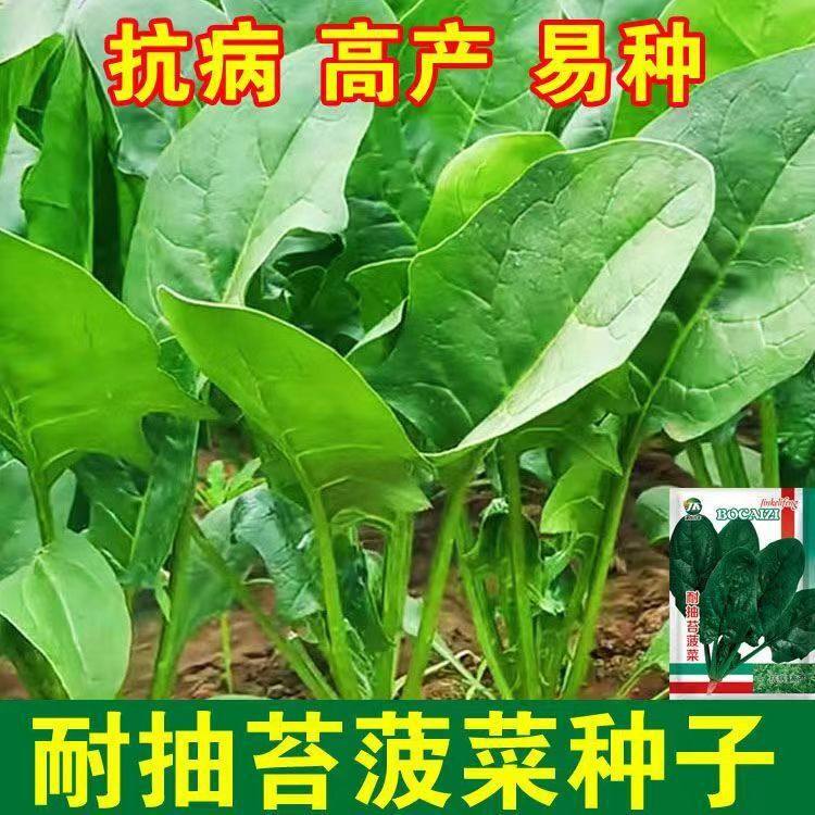 四季红根菠菜种子大全波斯菜大叶菠菜种籽孑原装种子大全