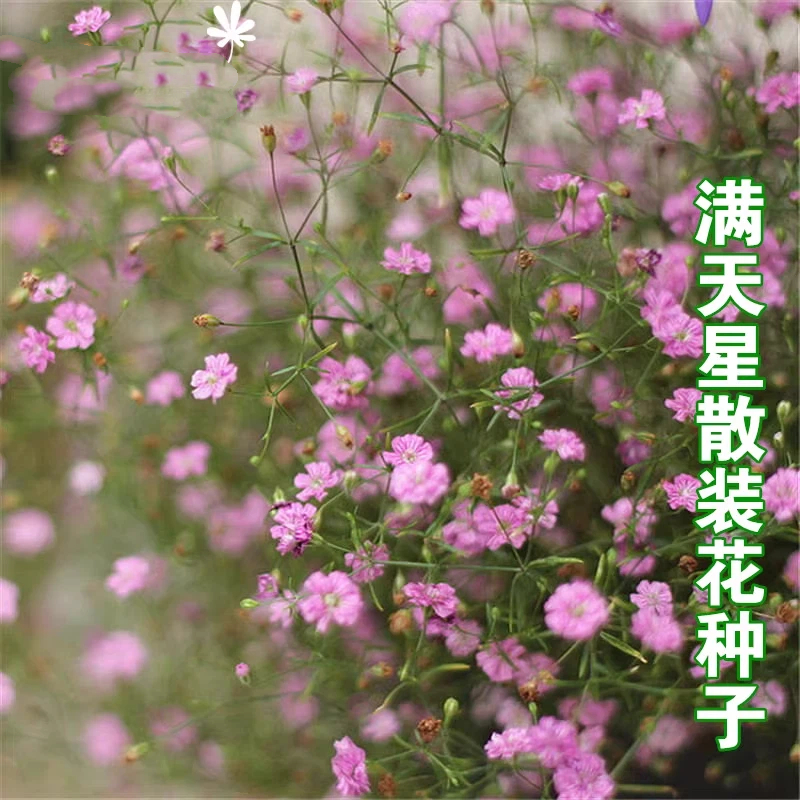 粉色满天星种子大全丝石竹孑圆锥石头花种籽原装种子大全