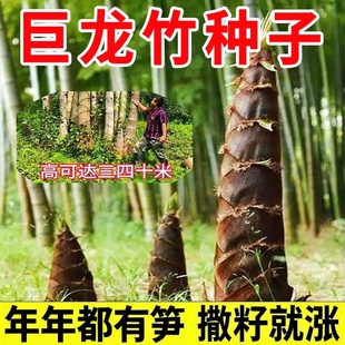 巨龙竹种子大全大型苗楠竹笋孑苗巨龙竹种籽原装种子大全
