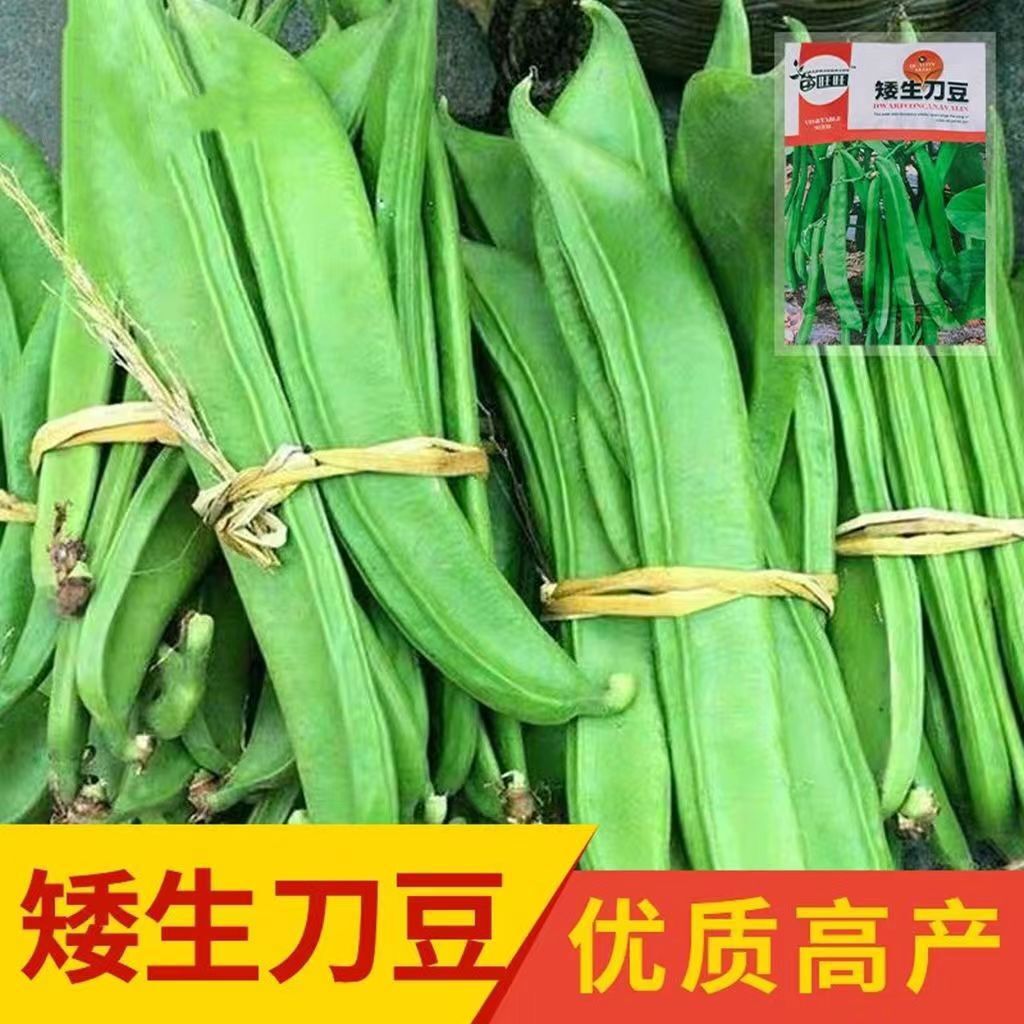 白刀豆种子大全矮生刀豆无筋豆角巴西豆种籽原装种子大全