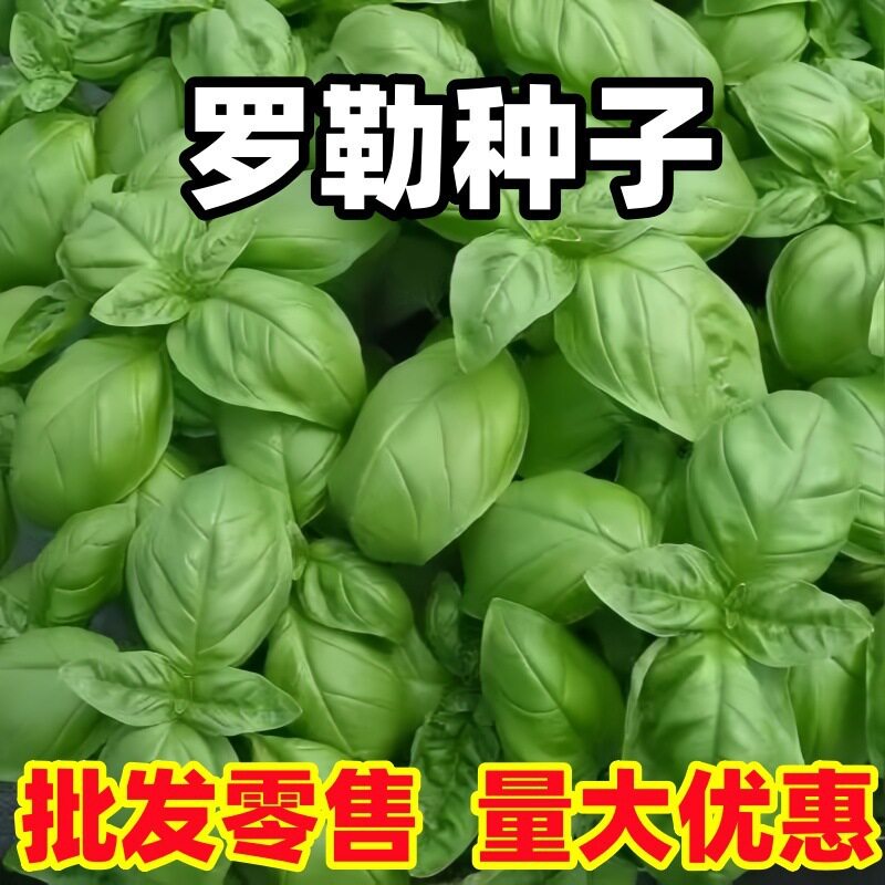 甜罗勒种子大全九层塔明列子甜兰香花卉种籽原装种子大全