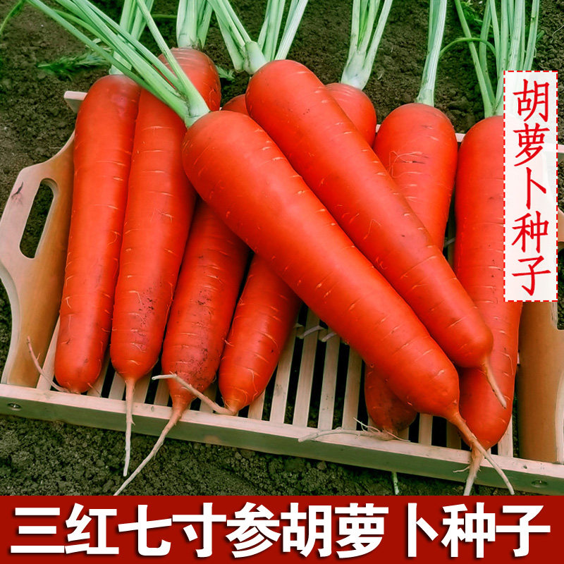 三红七寸参胡萝卜种籽春秋冬四季蔬菜农家种子甜脆