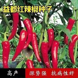 益都红辣椒种子大全望都椒孑开鲁红辣椒种籽原装种子大全
