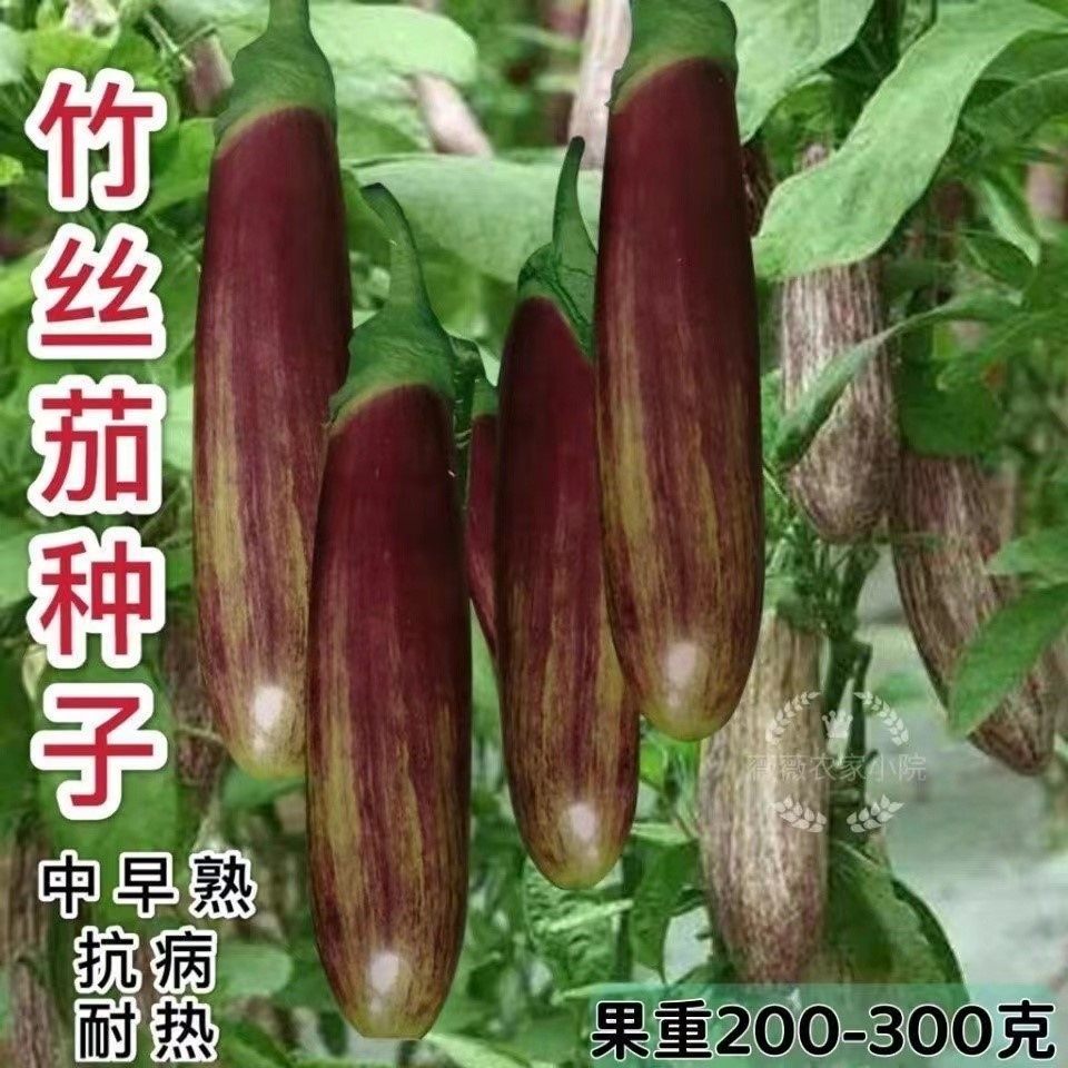 竹丝茄子种子大全紫红绿色茄子长茄子种籽原装种子大全
