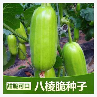 八棱脆瓜种子大全可生吃青龙菜瓜西葫种籽孑原装种子大全