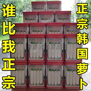 韩雪韩国萝卜种子大白长萝卜种籽韩玉春正宗高品质大田用种孑批发