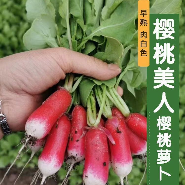 樱桃小美人萝卜种子大全大拇指水果萝卜种籽原装种子大全