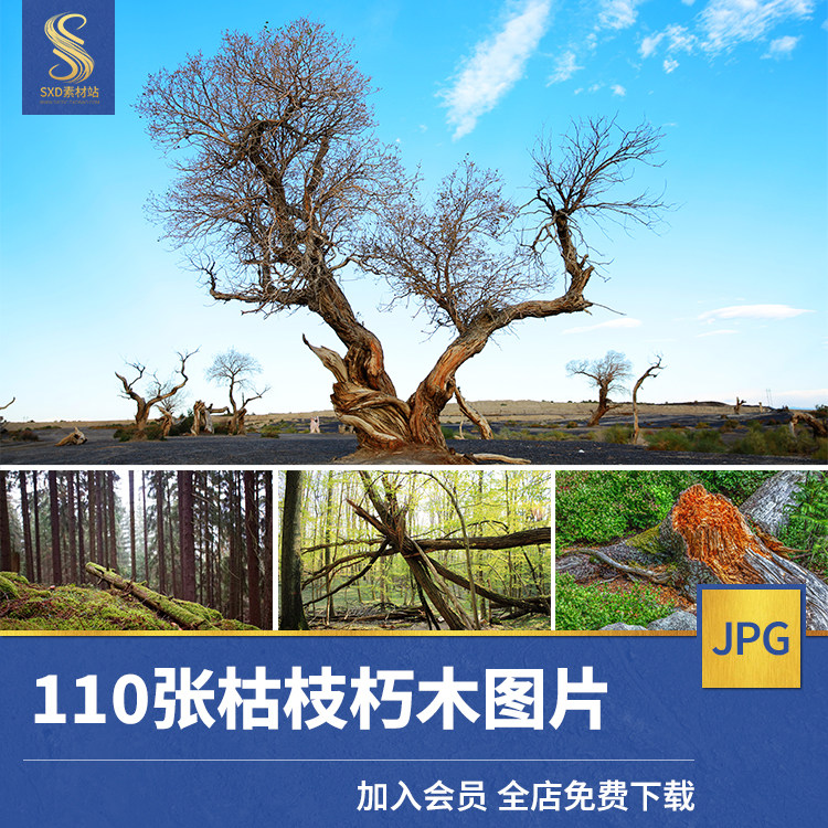 高清jpg素材枯枝朽木图片干枯死树枝条颓废衰败荒凉场背景象摄影