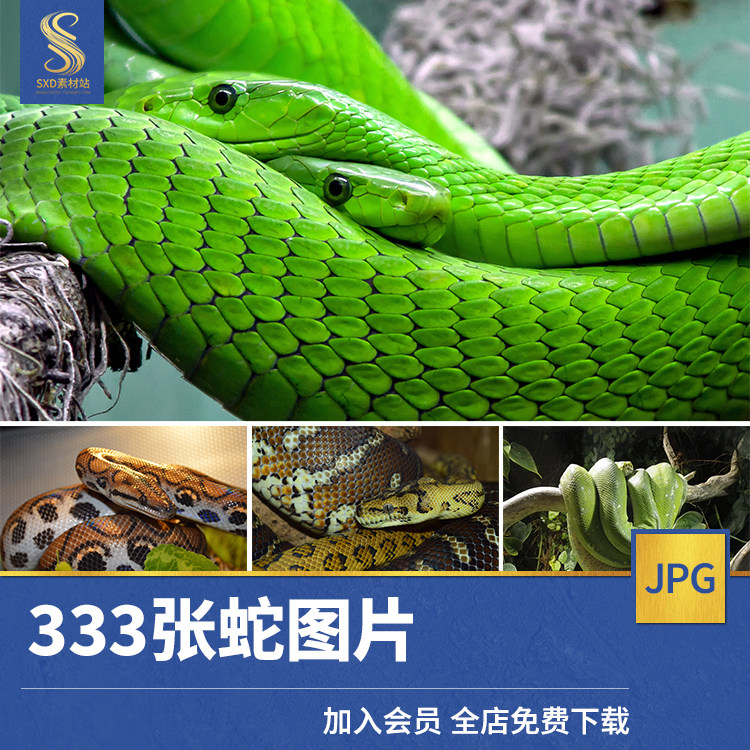 蛇高清jpg图片眼镜毒蛇竹叶青蟒蛇银环蛇乌梢蛇爬行动物照片素材
