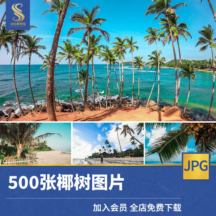 高清椰树特写椰林4k8k摄影图集可商用照片壁纸ps设计超清图片素材