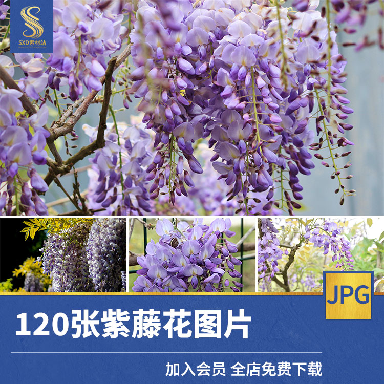 高清紫藤花图片花朵自媒体抖音自然花朵特写植物摄影素材jpg素材