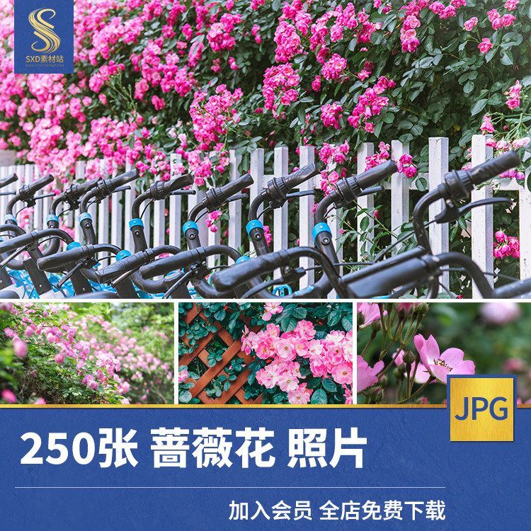 高清jpg素材蔷薇花图片观赏植物花卉摄影鲜花盛开背景唯美清新照