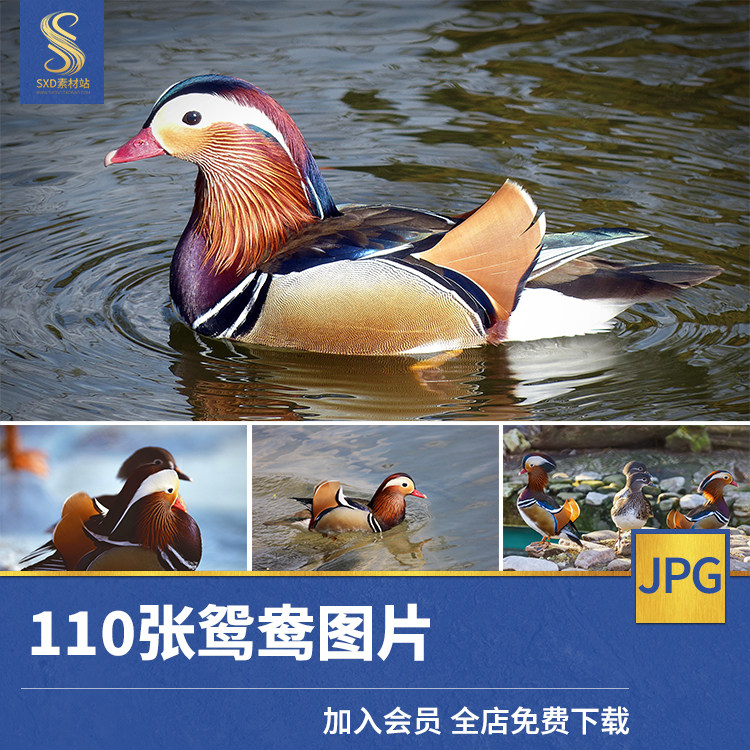 鸳鸯戏水高清jpg图片动物摄影超清照片平面后期海报设计素材