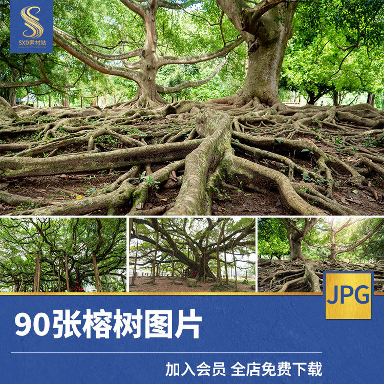 高清榕树图片老树热带植物榕树照片旅游风景ps海报设计素材