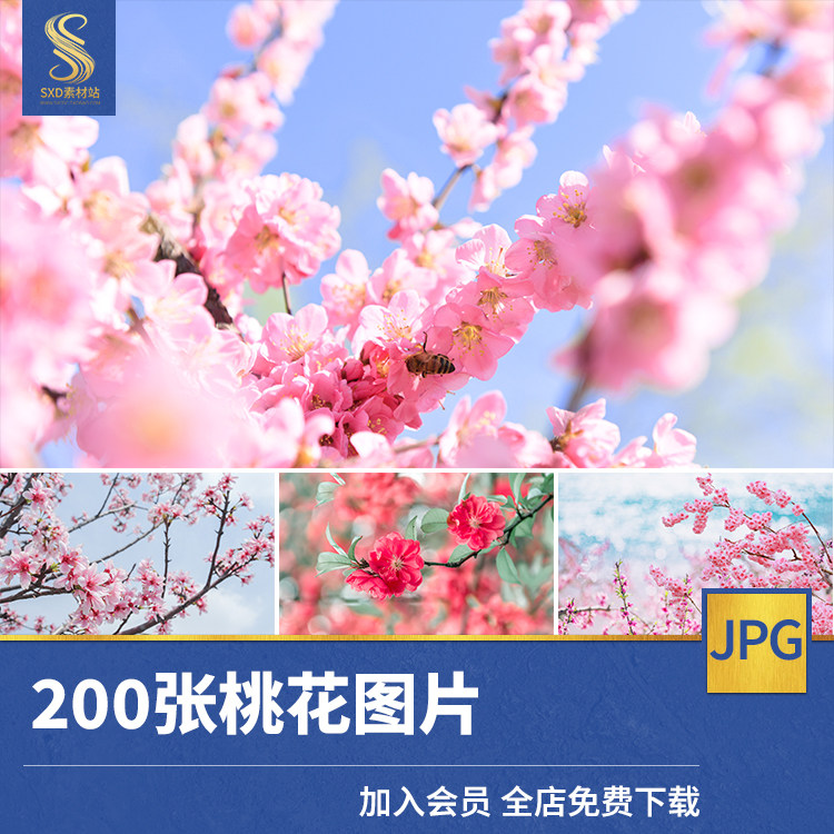 春天粉色桃花树林桃树花瓣高清jpg图片ps设计素材摄影后期背景