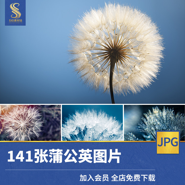 蒲公英婆婆丁花瓣花朵植物高清图片自然美景美工设计海报ps素材库