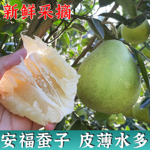 正宗安福蚕子金兰柚武功山柚子