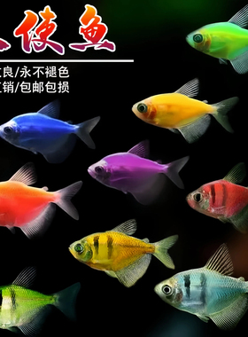 天使鱼七彩鱼柠檬青苹果柠檬绿老虎灯科鱼孔雀斑马小型热带观赏鱼