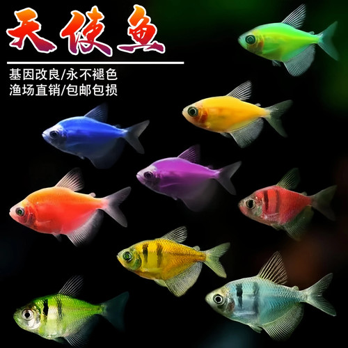 天使鱼七彩柠檬青苹果小型