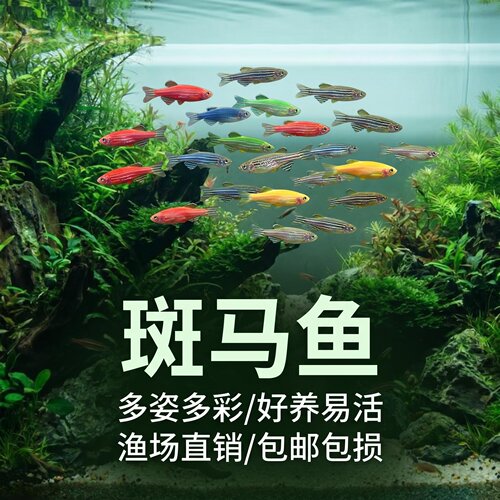 斑马鱼小型热带观赏鱼好养耐活