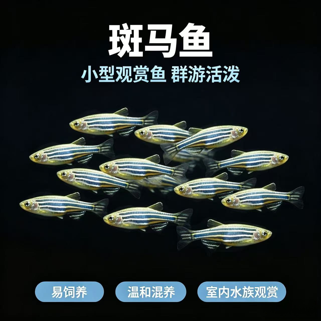 蓝斑马鱼原生斑马小型活体淡水热带观赏鱼水族宠物实验鱼好养耐活
