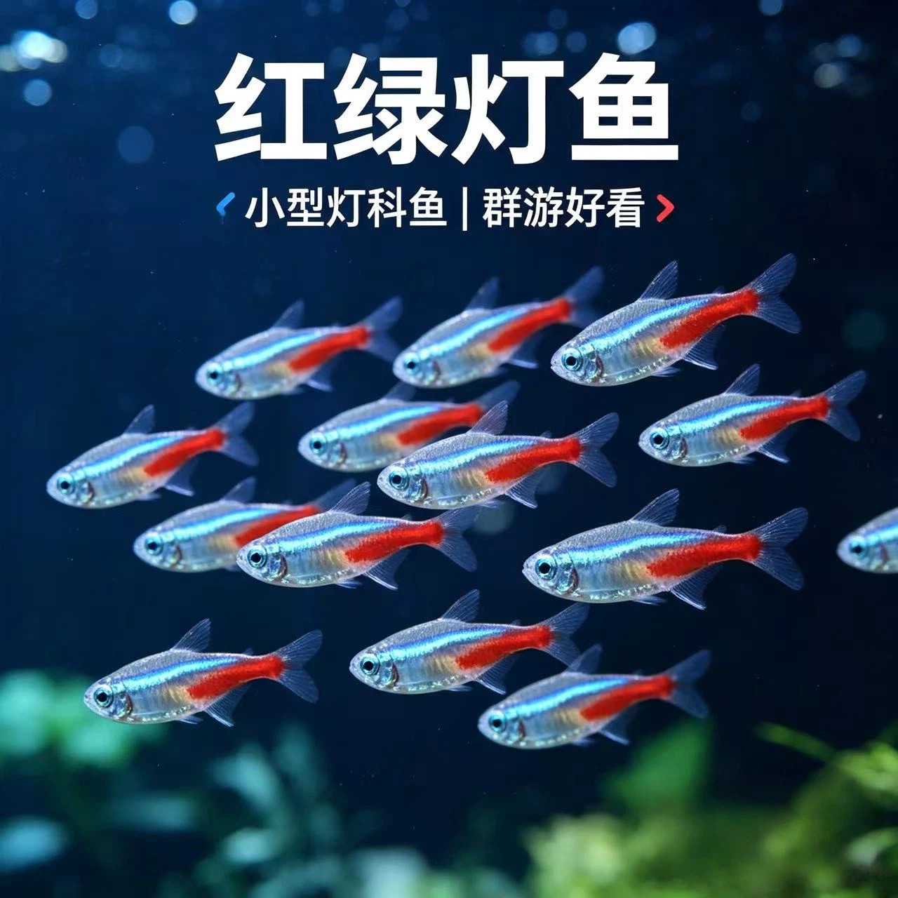 小型群游灯科鱼红绿灯鱼宝莲灯帝王灯红肚皮红鼻鱼活体热带观赏鱼