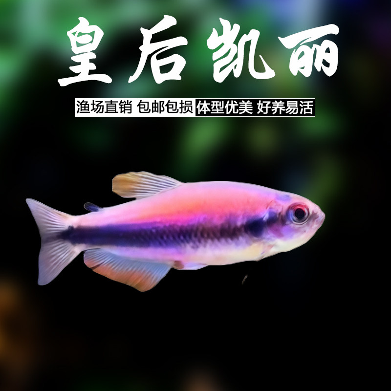 皇后凯莉鱼电光南美小型淡水群游活体群游草缸灯科热带观赏鱼耐活