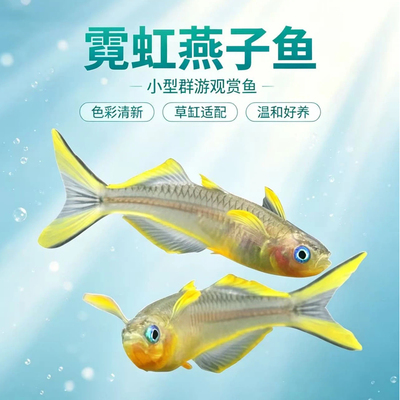 小型群游灯科鱼淡水热带观赏鱼