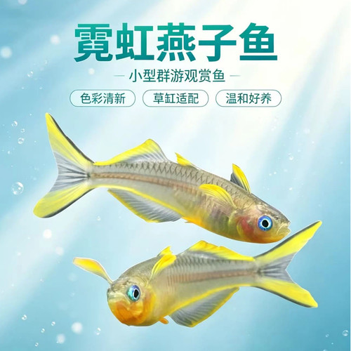 小型群游灯科鱼淡水热带观赏鱼