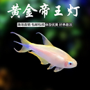 黄金帝王灯鱼南美热带观赏鱼小型鱼群游鱼草缸淡水活体鱼