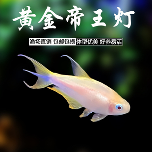 黄金帝王灯鱼南美热带观赏鱼小型鱼群游鱼草缸淡水活体鱼