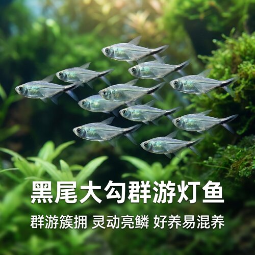 黑尾大勾鱼群游草缸灯科鱼好养