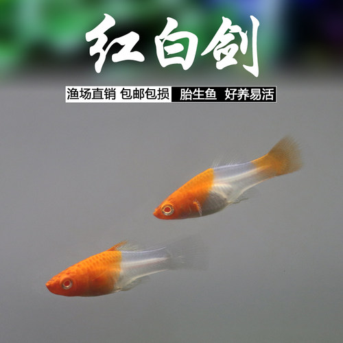 红白剑鱼玛丽鱼小型活体草缸