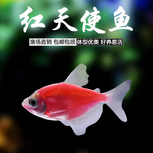 红天使鱼热带观赏鱼淡水鱼