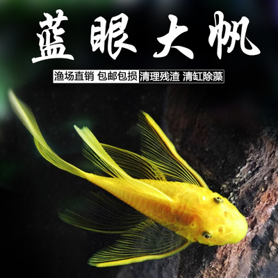 蓝眼红眼迷彩黄金大帆鱼胡子淡水草缸除藻工具活鱼清洁热带观赏鱼