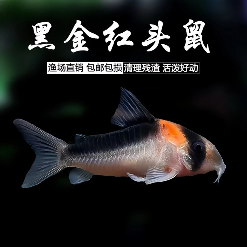 黑金红头鼠鱼底栖鱼残渣清理