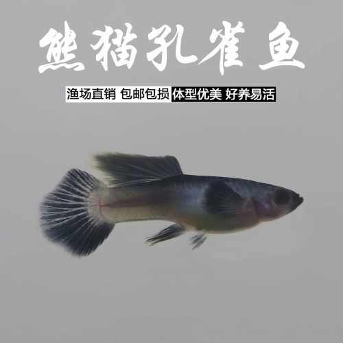蓝熊猫孔雀鱼活体热带观赏鱼