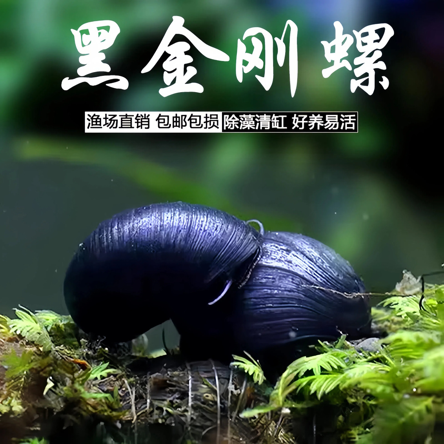 黑金刚螺除藻螺鱼缸清洁工具