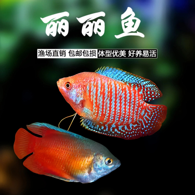 五彩丽丽血丽丽鱼活体热带观赏鱼