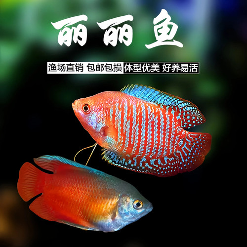 五彩丽丽血丽丽鱼活体热带观赏鱼