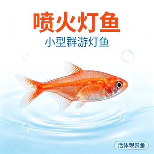 喷火灯鱼淡水小型淡水