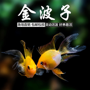 金波子鱼精品长尾桃心热带观赏鱼